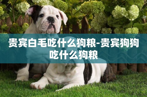 貴賓白毛吃什么狗糧-貴賓狗狗吃什么狗糧