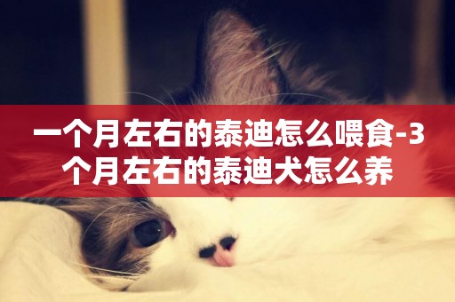一個月左右的泰迪怎么喂食-3個月左右的泰迪犬怎么養