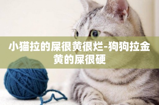 小貓拉的屎很黃很爛-狗狗拉金黃的屎很硬