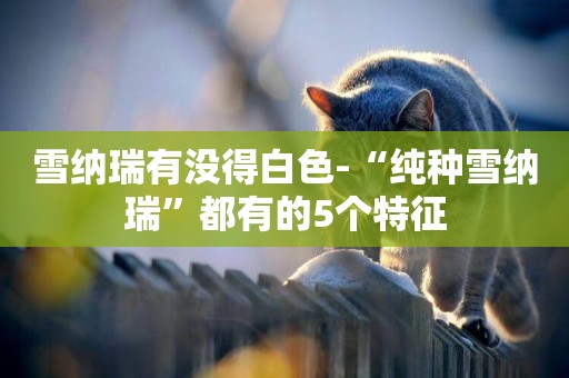 雪納瑞有沒得白色-“純種雪納瑞”都有的5個特征