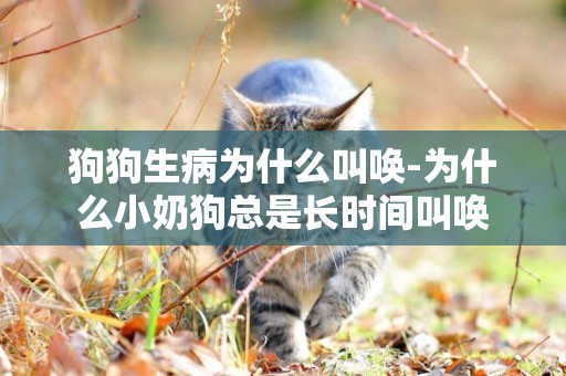 狗狗生病為什么叫喚-為什么小奶狗總是長時間叫喚