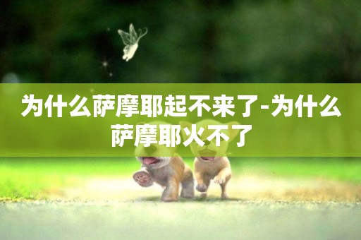 為什么薩摩耶起不來了-為什么薩摩耶火不了