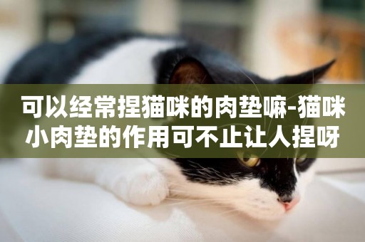 可以經常捏貓咪的肉墊嘛-貓咪小肉墊的作用可不止讓人捏呀