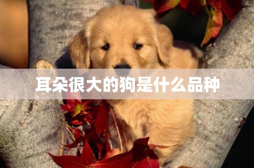 耳朵很大的狗是什么品種