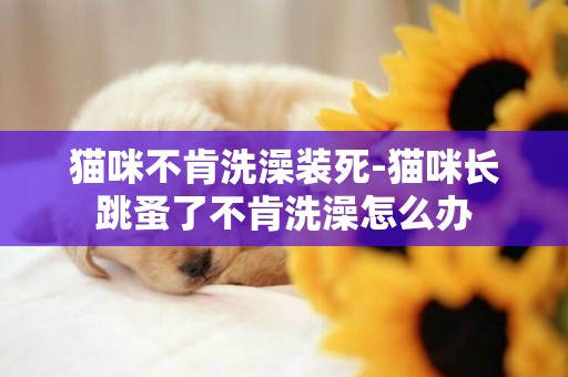 貓咪不肯洗澡裝死-貓咪長跳蚤了不肯洗澡怎么辦