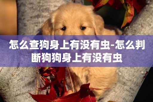 怎么查狗身上有沒有蟲-怎么判斷狗狗身上有沒有蟲