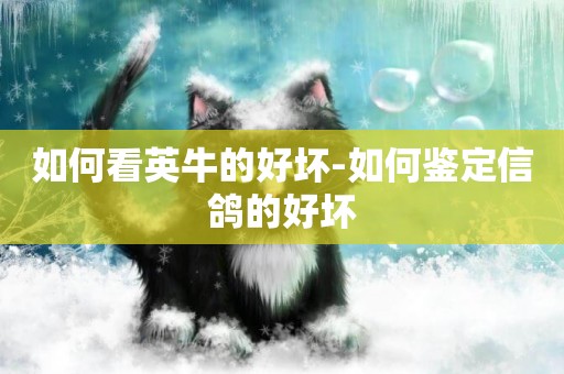 如何看英牛的好壞-如何鑒定信鴿的好壞
