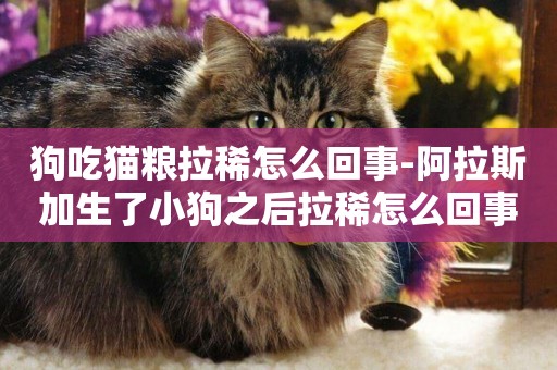 狗吃貓糧拉稀怎么回事-阿拉斯加生了小狗之后拉稀怎么回事