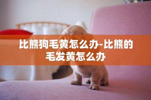 比熊狗毛黃怎么辦-比熊的毛發黃怎么辦