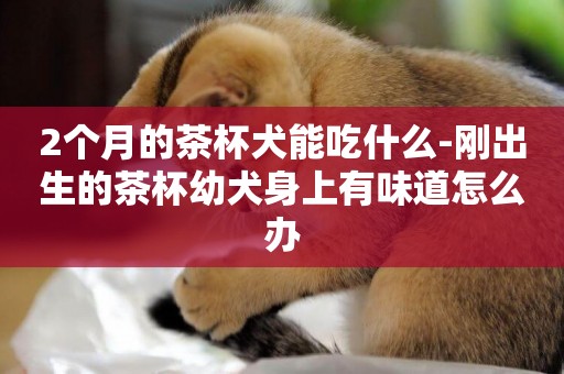 2個月的茶杯犬能吃什么-剛出生的茶杯幼犬身上有味道怎么辦