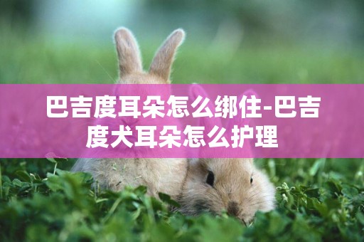 巴吉度耳朵怎么綁住-巴吉度犬耳朵怎么護理