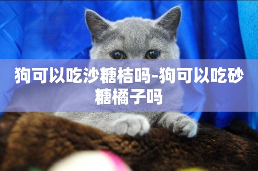 狗可以吃沙糖桔嗎-狗可以吃砂糖橘子嗎