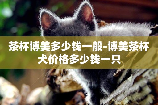 茶杯博美多少錢一般-博美茶杯犬價格多少錢一只