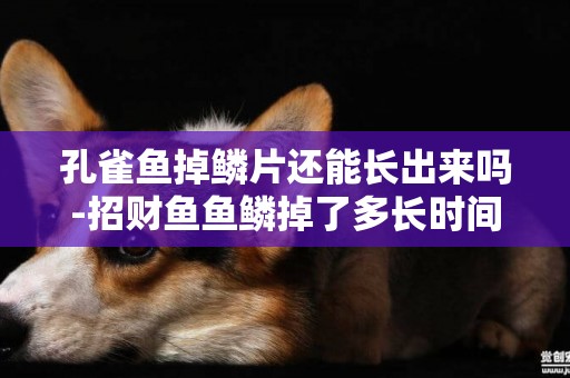 孔雀魚掉鱗片還能長出來嗎-招財魚魚鱗掉了多長時間能長出來