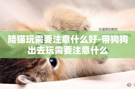 陪貓玩需要注意什么好-帶狗狗出去玩需要注意什么