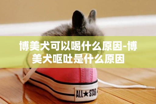 博美犬可以喝什么原因-博美犬嘔吐是什么原因