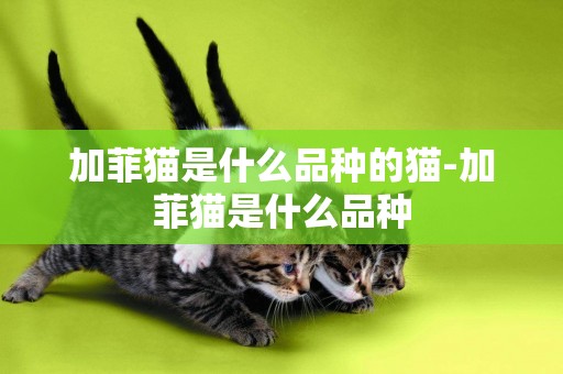 加菲貓是什么品種的貓-加菲貓是什么品種