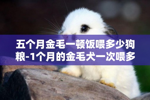 五個月金毛一頓飯喂多少狗糧-1個月的金毛犬一次喂多少狗糧