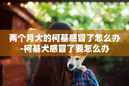 兩個月大的柯基感冒了怎么辦-柯基犬感冒了要怎么辦