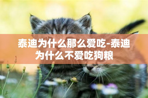 泰迪為什么那么愛吃-泰迪為什么不愛吃狗糧