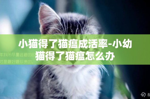 小貓得了貓瘟成活率-小幼貓得了貓瘟怎么辦