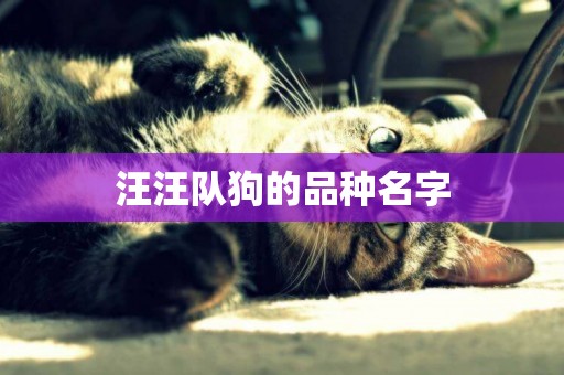 汪汪隊狗的品種名字
