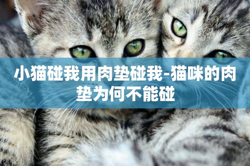 小貓碰我用肉墊碰我-貓咪的肉墊為何不能碰