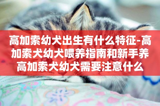 高加索幼犬出生有什么特征-高加索犬幼犬喂養指南和新手養高加索犬幼犬需要注意什么