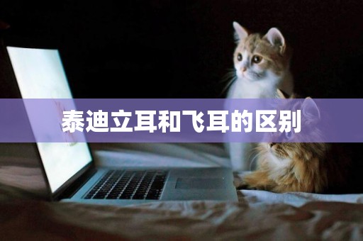 泰迪立耳和飛耳的區別