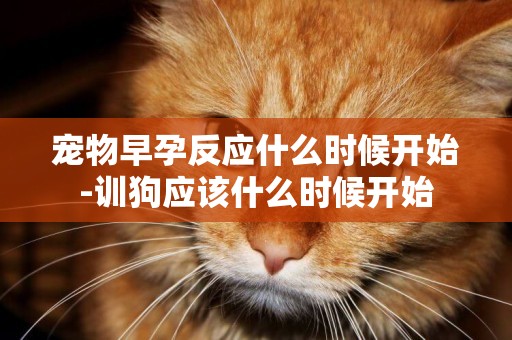 寵物早孕反應什么時候開始-訓狗應該什么時候開始