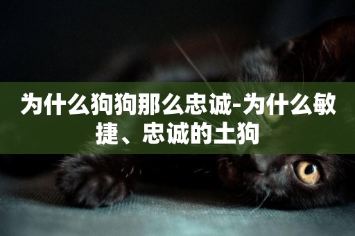 為什么狗狗那么忠誠-為什么敏捷、忠誠的土狗