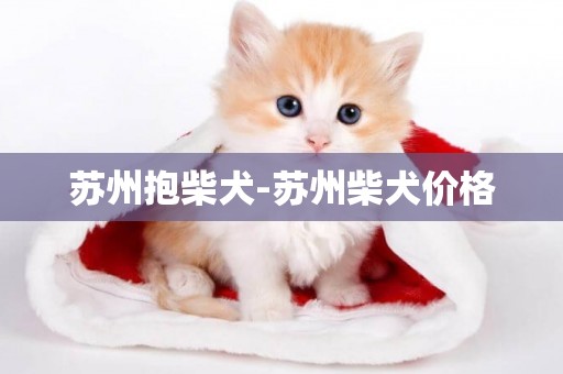 蘇州抱柴犬-蘇州柴犬價格