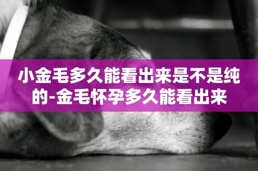 小金毛多久能看出來是不是純的-金毛懷孕多久能看出來