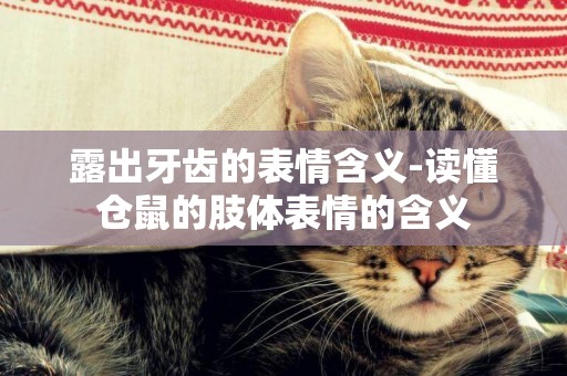 露出牙齒的表情含義-讀懂倉鼠的肢體表情的含義