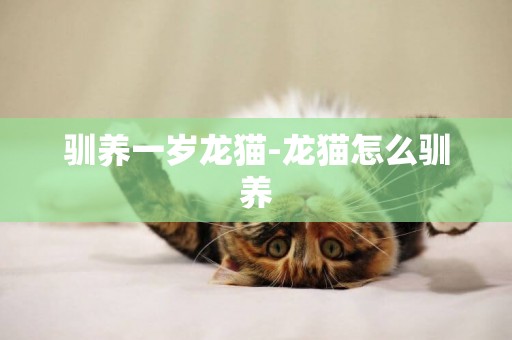 馴養一歲龍貓-龍貓怎么馴養