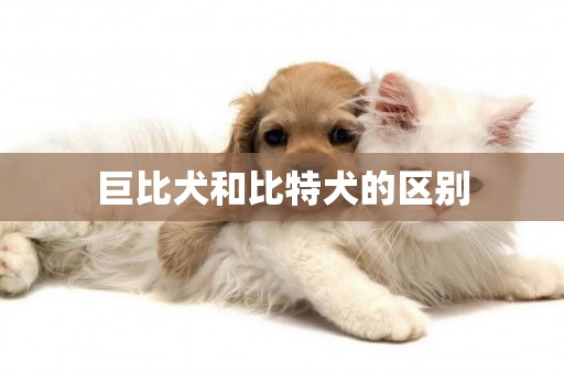 巨比犬和比特犬的區別