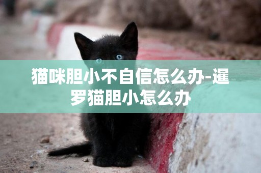 貓咪膽小不自信怎么辦-暹羅貓膽小怎么辦