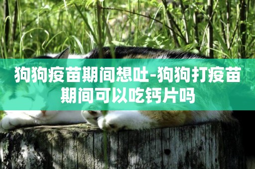 狗狗疫苗期間想吐-狗狗打疫苗期間可以吃鈣片嗎