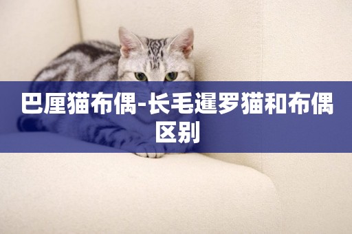 巴厘貓布偶-長毛暹羅貓和布偶區別