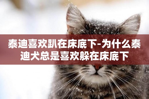 泰迪喜歡趴在床底下-為什么泰迪犬總是喜歡躲在床底下