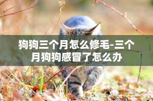 狗狗三個月怎么修毛-三個月狗狗感冒了怎么辦