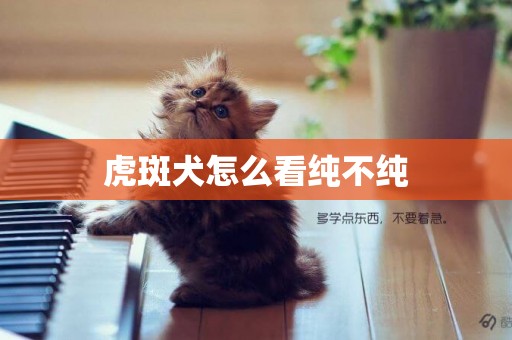 虎斑犬怎么看純不純