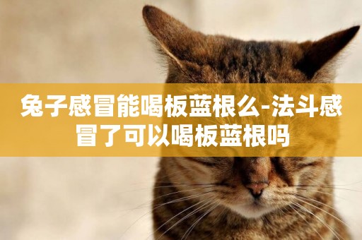 兔子感冒能喝板藍根么-法斗感冒了可以喝板藍根嗎