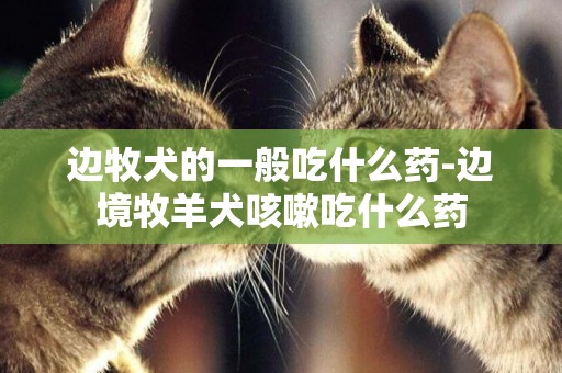 邊牧犬的一般吃什么藥-邊境牧羊犬咳嗽吃什么藥