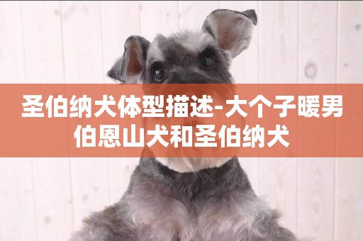 圣伯納犬體型描述-大個子暖男伯恩山犬和圣伯納犬