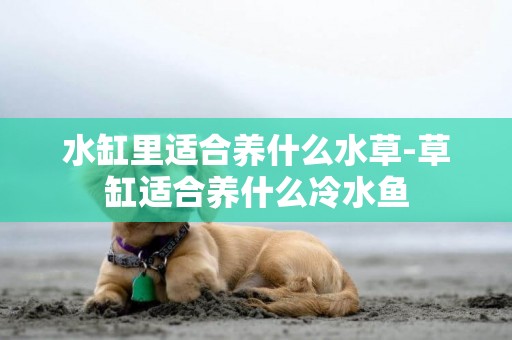 水缸里適合養什么水草-草缸適合養什么冷水魚