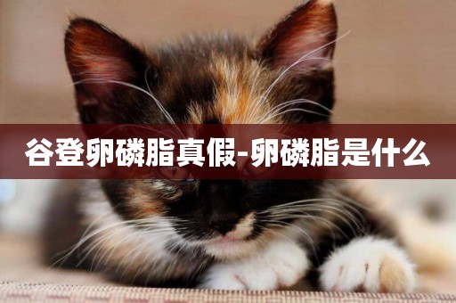 谷登卵磷脂真假-卵磷脂是什么