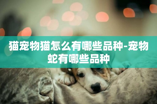 貓寵物貓怎么有哪些品種-寵物蛇有哪些品種