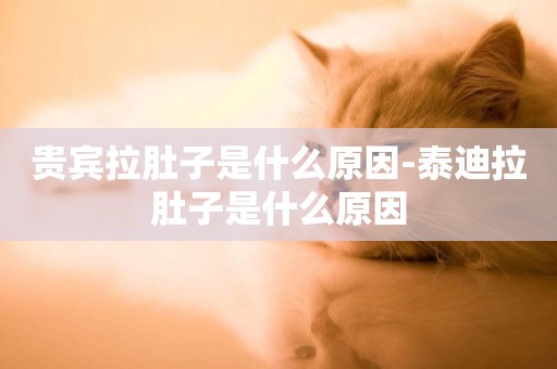 貴賓拉肚子是什么原因-泰迪拉肚子是什么原因