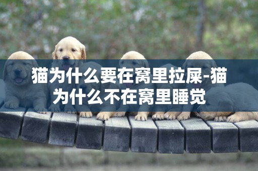 貓為什么要在窩里拉屎-貓為什么不在窩里睡覺